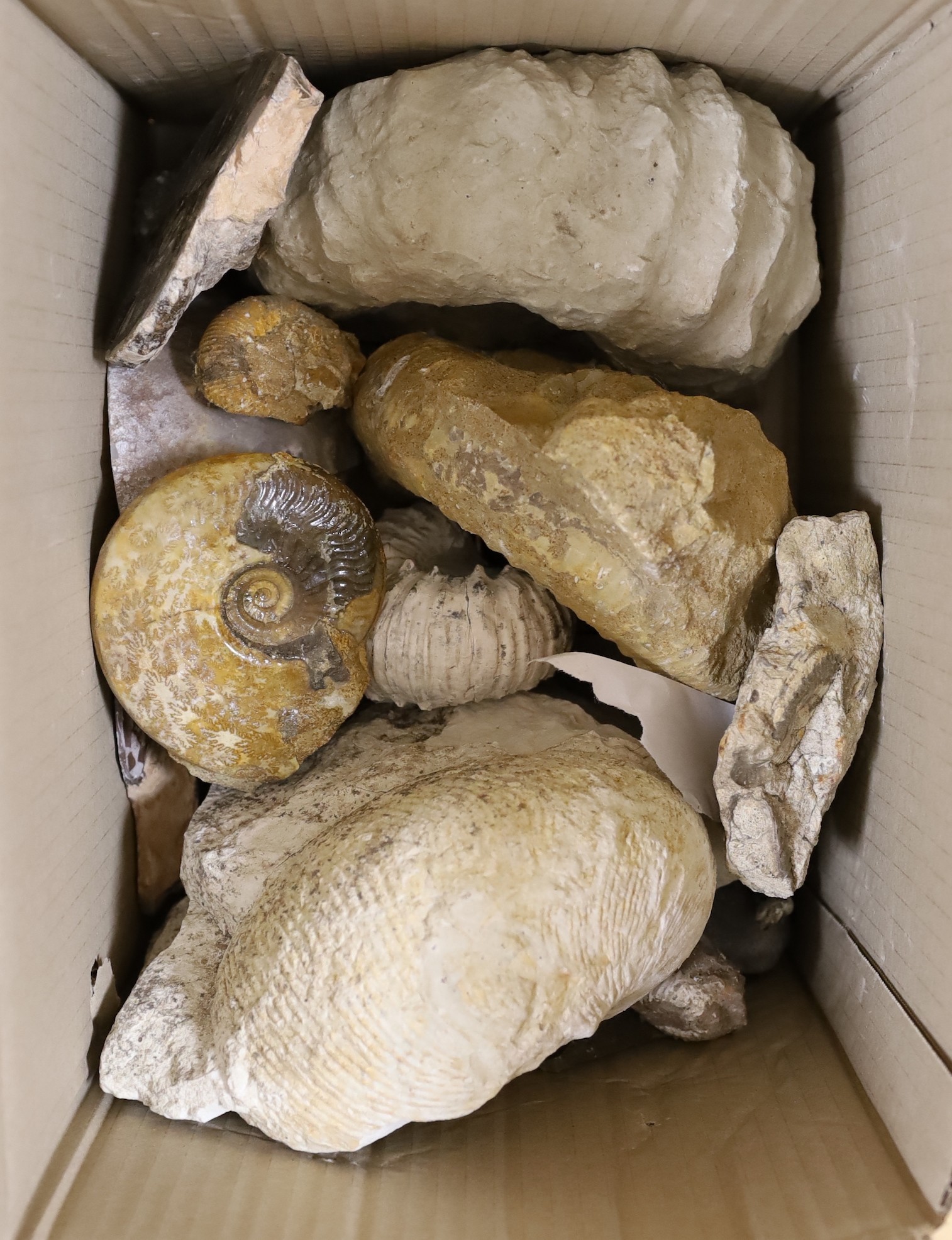 A collection of ammonites and mollusc fossil specimens and they split quartz geode, the largest 21 cm across